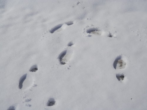 my footprints in the snow