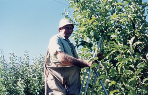 Cec Hannaford in the orchard