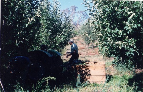 Cec Hannaford in the orchard
