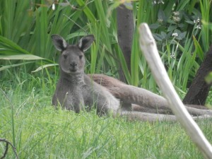 the new kangaroo in our backyard - Zebedee