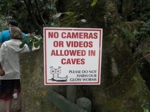 please don't photograph the glow-worms