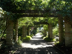 the Asian garden section of the Sydney Botanical Gardens