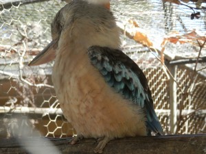 one of the beautiful kookaburra's 