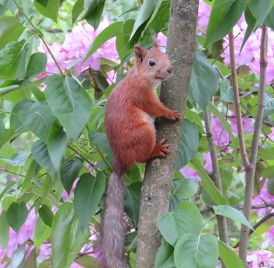 squirrel in Finland