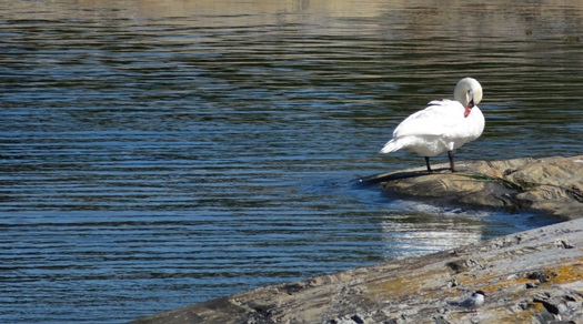 swans at Lilla Kuggskäret island